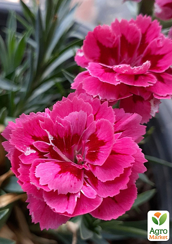 Гвоздика Махрова "Oscar Purple Wings" (контейнер № 10, висота 10 см)