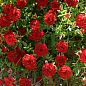 Роза в контейнере почвопокровная "Red Cascade" (саженец класса АА+)