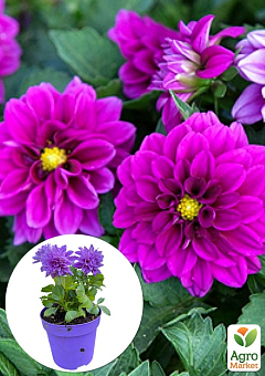 LMTD Георгина низкорослая крупноцветковая "Figaro Violet" (цветущая)27
