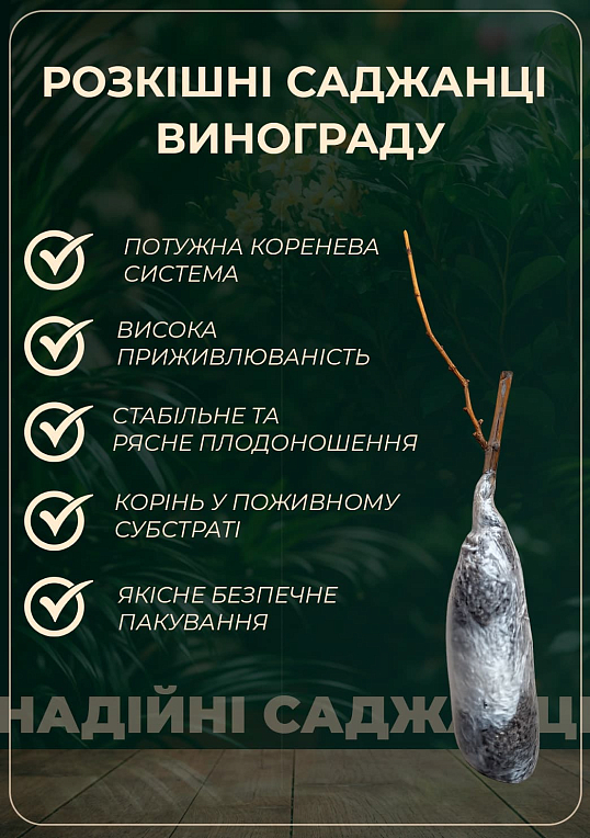 Виноград "Біла Надія" (надранній, двостатевий, великий)