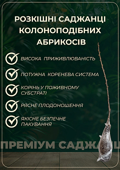 Эксклюзив! Абрикос колоновидный ярко оранжевый с легким румянцем "Солнечное лето" (Sunny summer) (премиальный среднеспелый сорт)7