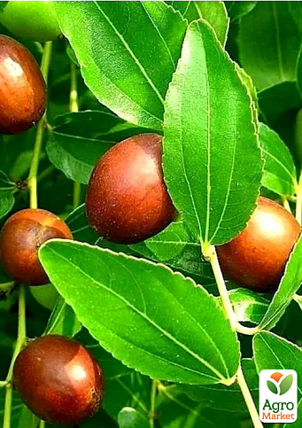 Зізіфус 1-річний щеплений "Та-ян-цзяо" (ранній, великоплідний сорт)