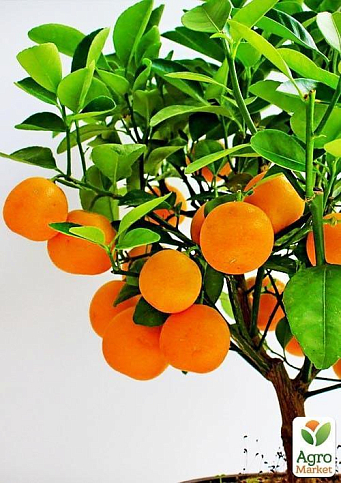 Апельсин "Ванил.Сангуино"