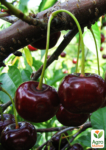 Эксклюзив! Вишня карликовая шаровидная черная "Крупноплодная" (Large-fruited) (венгерская селекция, премиальный морозостойкий сорт) 