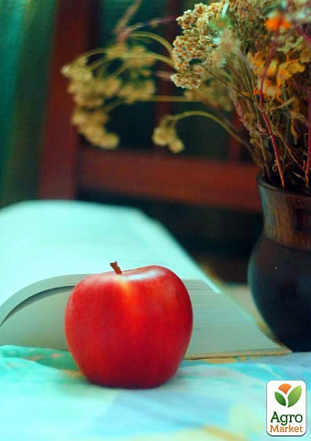 Яблуня "Райське Яблучко" (осінній сорт) - фото 2