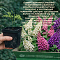 Буддлея карликова "Little Purple"
