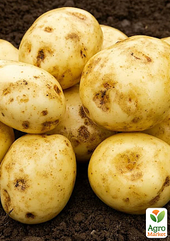 Картофель "Орла" семенной ультраранний (1 репродукция) 5кг21