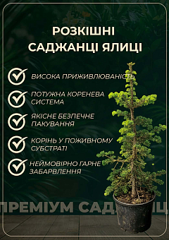 Ялиця субальпійська "Green Globe" (ком/сітка) висота 60-70 см27