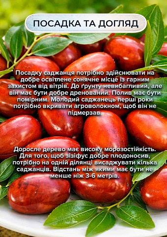 Ексклюзив! Зізіфус (унабі) "Vakhsh (Вахш)" (середній термін дозрівання, високоврожайний сорт) вазон Р9, висота 10-15см - фото 2