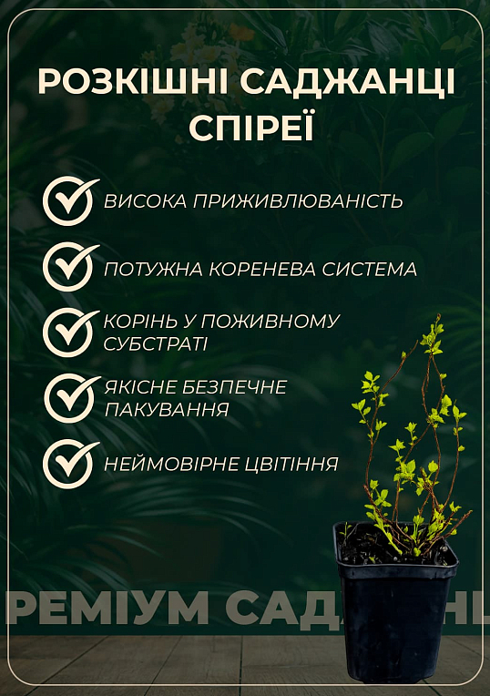 Спірея Білларда "Triumphans" (горщик Р9) - фото 3