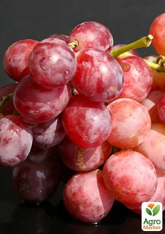 Виноград "Подарунок Родіонову" (високі смакові якості з мускатним ароматом, ранньостиглий) 1 саджанець в упаковці