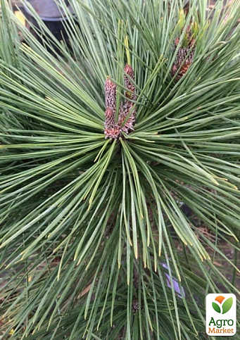 Сосна Джеффри "Pinus Jeffreyi" ( горшок P9) - фото 2