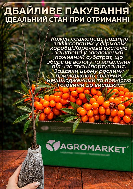 Обліпиха 2-річна "Frugana" вкорінена в контейнері (жіночий сорт)