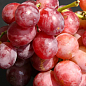 Виноград "Подарунок Родіонову" (високі смакові якості з мускатним ароматом, ранньостиглий) 1 саджанець в упаковці