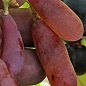 Виноград "Бананчик Рожевий" (велика, солодка, соковита ягода екзотичної форми)
