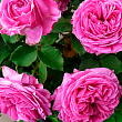 Роза в контейнере плетистая "Pink Mushimara" (саженец класса АА+)
