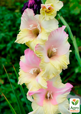 Гладіолус "Mon Amour" 3шт - фото 4