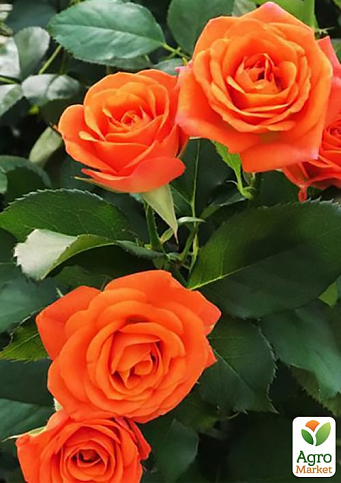 Роза в контейнере мелкоцветковая "Оранж Бейби" (саженец класса АА+) - фото 5