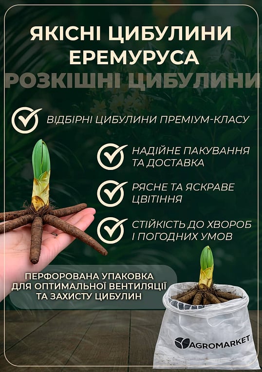 Эремурус "Bungei" 1шт в упаковке - фото 2