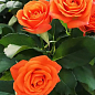 Роза в контейнере мелкоцветковая "Оранж Бейби" (саженец класса АА+)