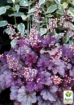 Гейхера (Heuchera) "Shanghai" С1 (висота 15-30см) 1 саджанець в упаковці
