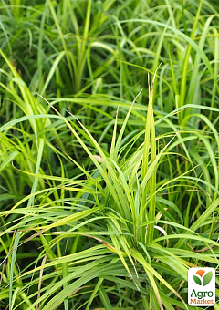 Осока пальмоподібна "Carex muskingumensis" вазон С218