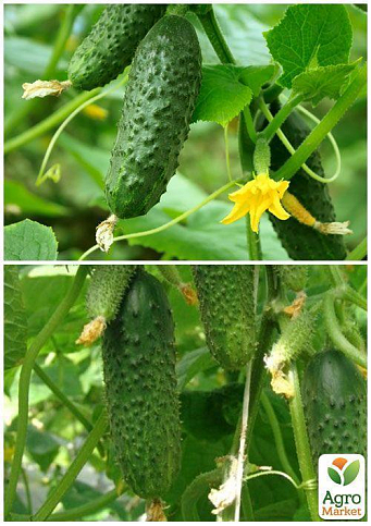 На вагу Огірок "Примус" ТМ "Весна" ціна за 2г - фото 4