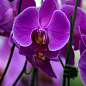 Орхідея (Phalaenopsis) "Purple"