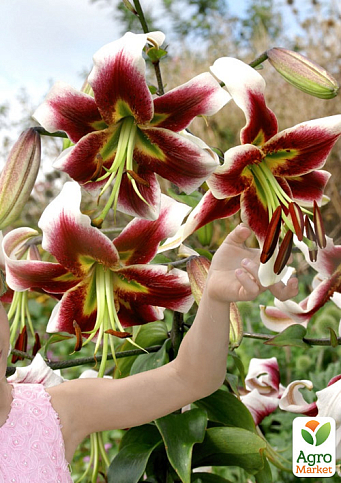 Лилия "Beverly Dreams" (Гигантский цветок) - фото 4