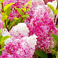 Эксклюзив! Гортензия метельчатая от ванильно-белого до ярко-малинового цвета "Мэрилин Монро" (Marilyn Monroe) (премиальный, обильноцветущий сорт)