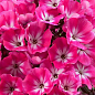 Флокс багаторічний "Alexandra"
