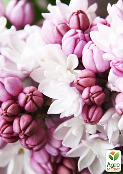 Сирень махровая инвитро "Анабель" (Syringa Anabe) вазон С1,52