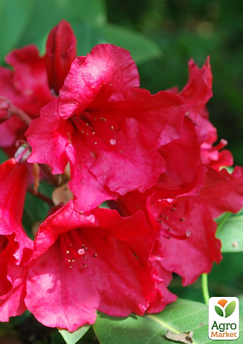 Рододендрон красный "Рэд Джек" (Red Jack)  - фото 5
