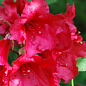 Рододендрон красный "Рэд Джек" (Red Jack) 
