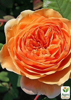 Роза английская "Crown Princess Margareta®" (саженец класса АА+) высший сорт2
