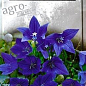 Платикодон крупноцветковий "Блакитний багаторічний" ТМ "SeedEra" 0.1г