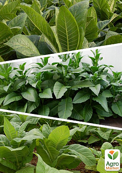 На развес семена Табак "Популярные сорта" ТМ "Весна" цена за 1г3