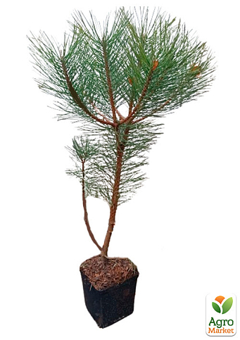 Сосна обыкновенная 4-х летняя (Pinus sylvestris) С3, высота 50-70см - фото 3