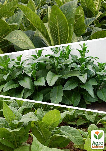 На развес семена Табак "Популярные сорта" ТМ "Весна" цена за 1г