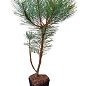 Сосна обыкновенная 4-х летняя (Pinus sylvestris) С3, высота 50-70см цена