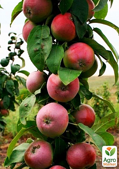 Яблуня колоноподібна "Тріумф" (Плоди цукерково-солодкого смаку, осінній сорт)2