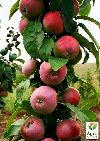 Яблуня колоноподібна "Тріумф" (Плоди цукерково-солодкого смаку, осінній сорт)