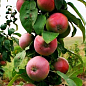 Яблоня колоновидная "Триумф" (Плоды конфетно-сладкого вкуса, осенний сорт)