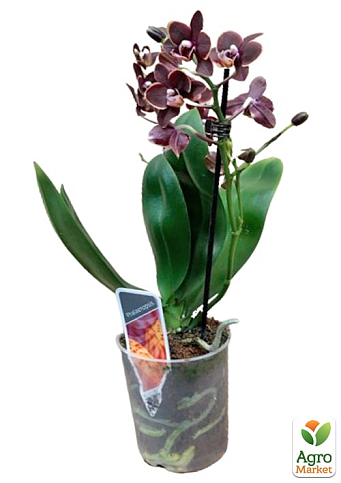 Орхидея Мини (Phalaenopsis) "Purple" - фото 2