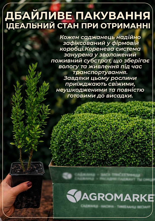 Самшит вічнозелений "Buxus sempervirens" 2-х річний саджанець - фото 4
