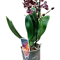 Орхидея Мини (Phalaenopsis) "Purple" купить