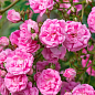 Роза плетистая "Супер Дороти" (саженец класса АА+) высший сорт цена