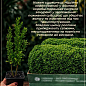 Самшит вічнозелений "Buxus sempervirens" 2-х річний саджанець