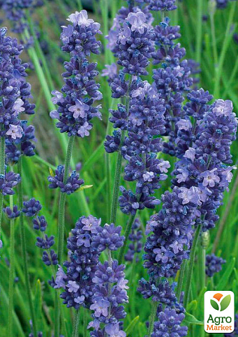 Лаванда Гібридна Sentivia "Blue Scent"