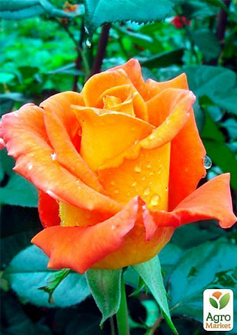Роза чайно-гібридна "Моніка" Суперціна!